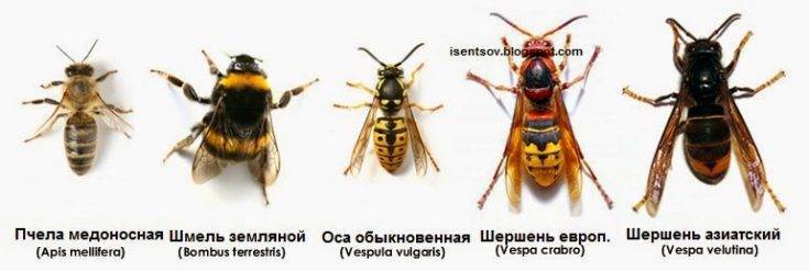 Семейство Пчелиных Виды Названия Фото