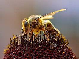 Сколько пчел в одном улье