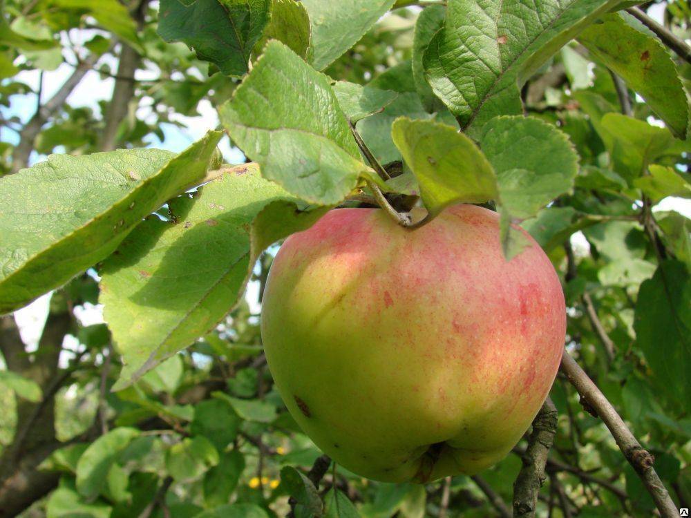 О яблоне Антоновка: описание сорта, характеристики, агротехника, выращивание