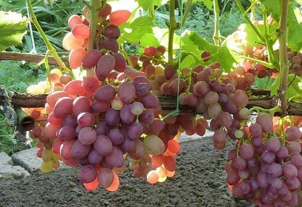 Виноград анюта: описание сорта, достоинства и недостатки