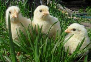Какую траву можно давать цыплятам? список и нормы кормления по возрасту