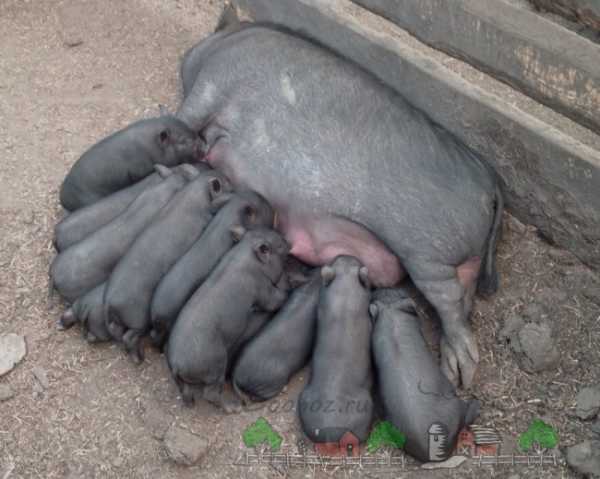 Вьетнамские свиньи — особенности породы, плюсы и минусы содержания, рекомендации и советы (фото + видео)