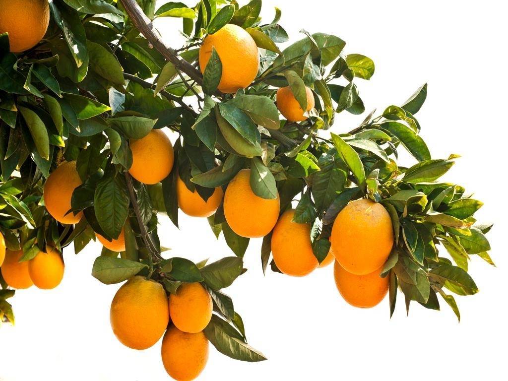 Как вырастить из апельсиновой косточки плодоносящее дерево