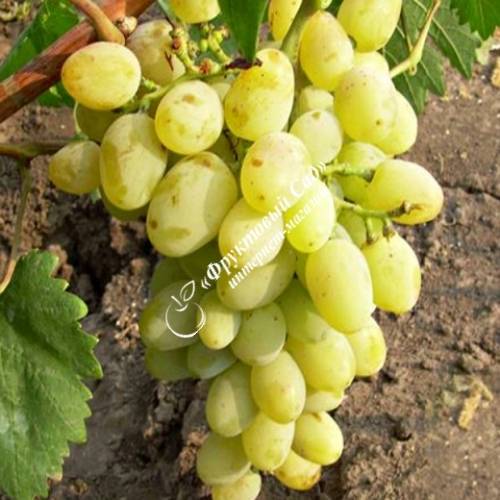 «гарольд» — сверхранний виноград