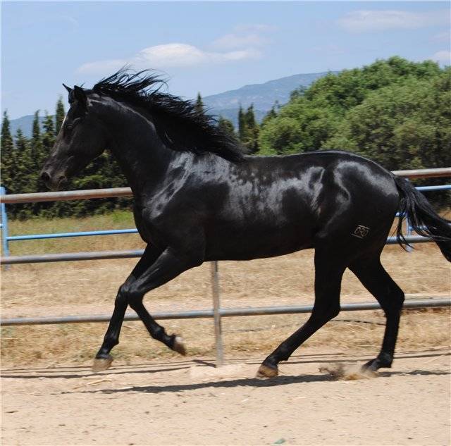 Андалузская лошадь - испанская легенда