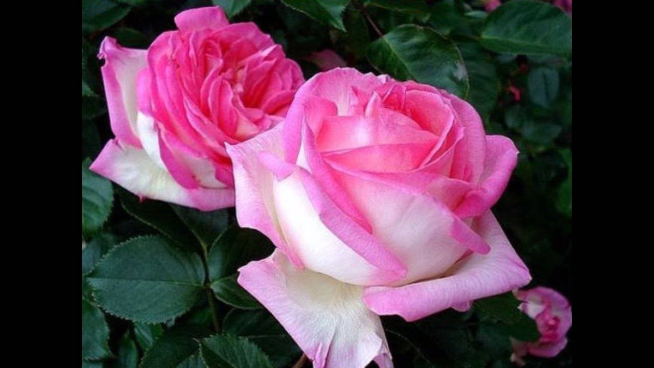 Очаровательная нежность — роза принцесса монако