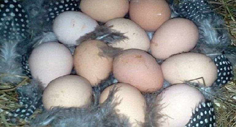 Яйца цесарки: польза и вред