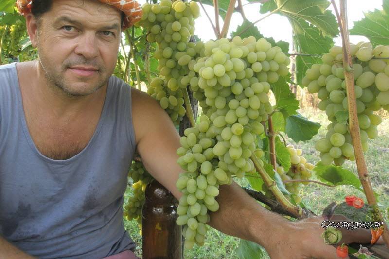 Виноград аркадия: описание сорта, фото, отзывы садоводов, видео