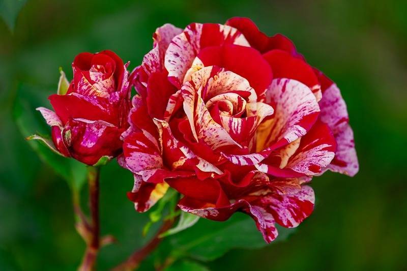 Действенные средства для борьбы с тлей на розах: чем можно обработать куст