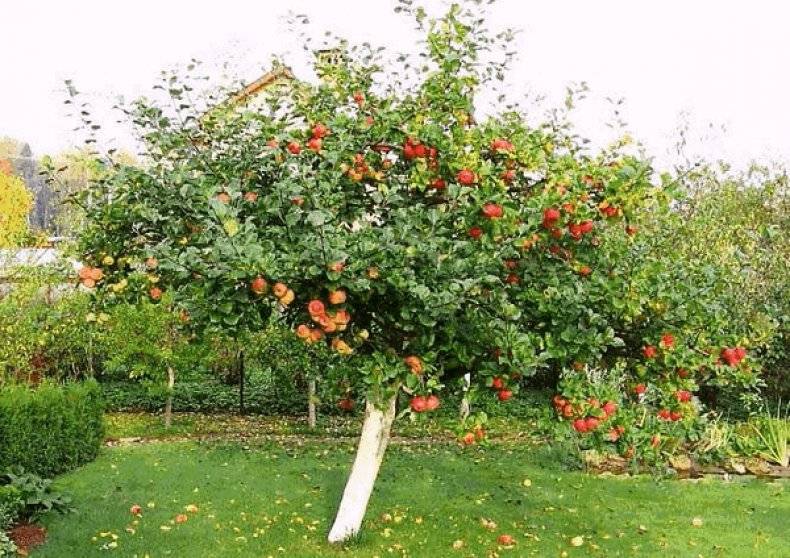 Главные особенности выращивания яблок спартан