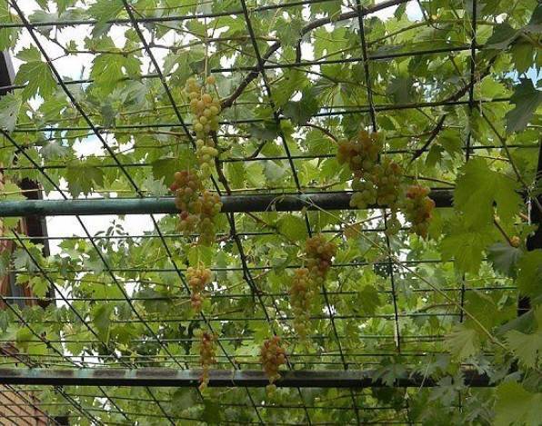 Как правильно выращивать виноград на даче: какой посадить и как ухаживать