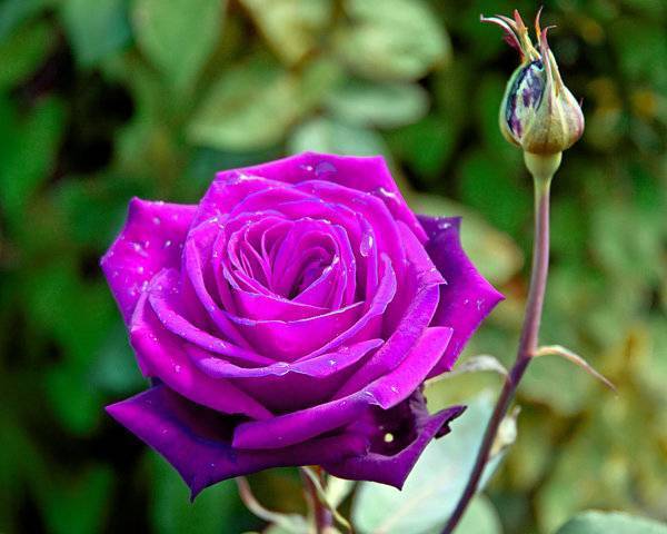 Сорта розы ругозы (описание и фото популярных культиваров)