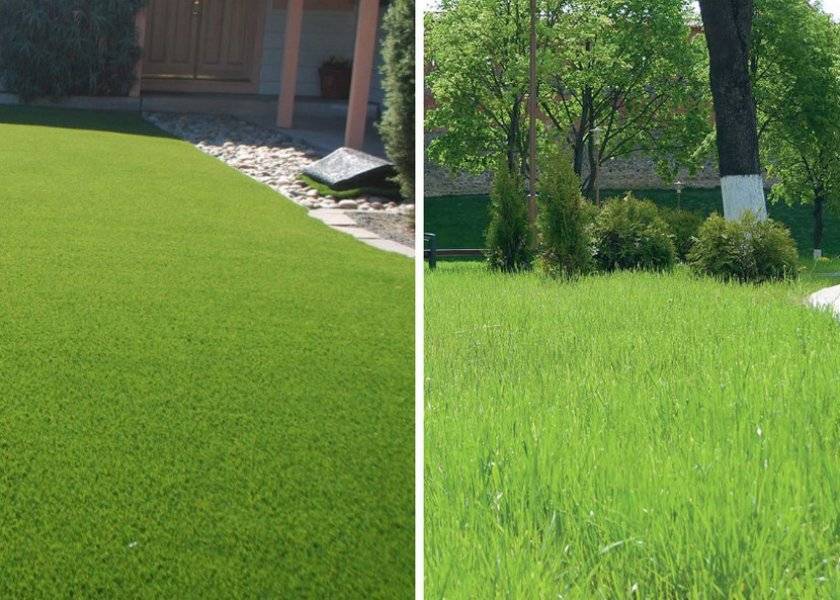 Какую траву выбрать для посадки газона: обзор первоклассных сортов + их фото