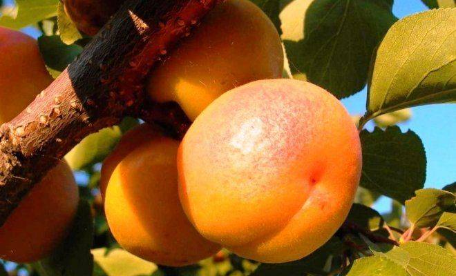 Тонкости выращивания абрикоса