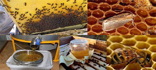 Август — особенности пчеловодства в конце лета