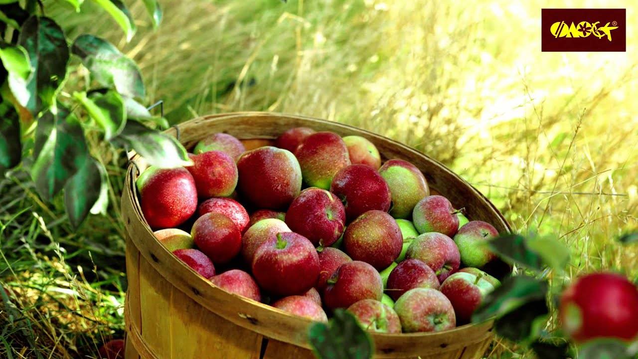 Выбираем сорта яблони для северо-запада россии