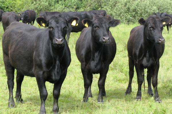 Коровы калмыцкой породы: особенности, продуктивность, и содержание