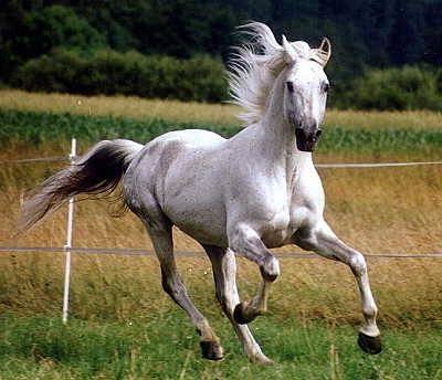Особенности лошадей породы арабский скакун