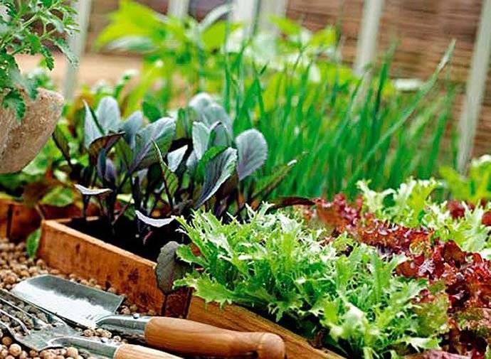 Советы огородникам: с чем рядом можно посадить базилик на грядке, а какие растения с ним не сочетаются?
