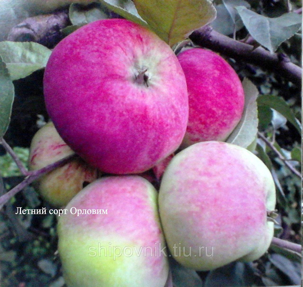 Изучаем ранние сорта яблонь