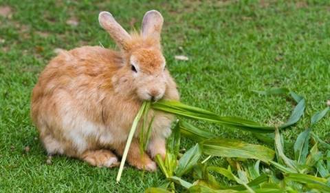 Трава для кроликов: какой можно кормить, а какую давать нельзя?