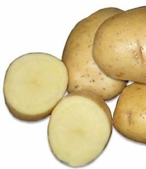 Картофель "скарб": описание  сорта, характеристики и фото