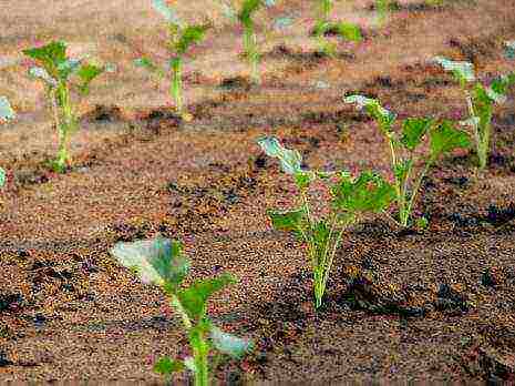 Благоприятные дни для посева и посадки капусты в 2020 году