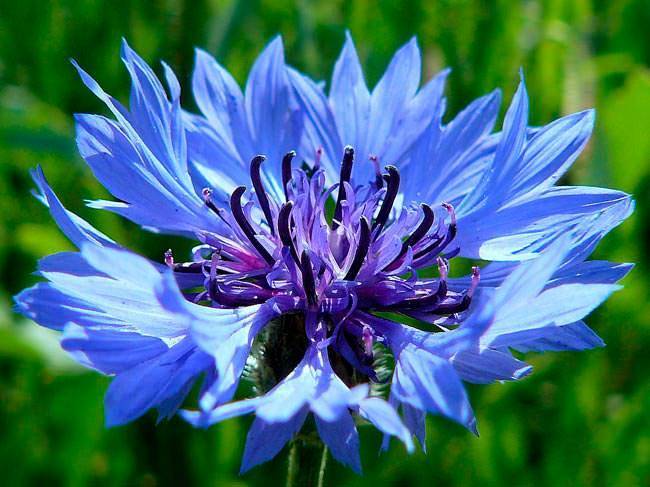 Василёк синий - centaurea cyanus - описание таксона - плантариум
