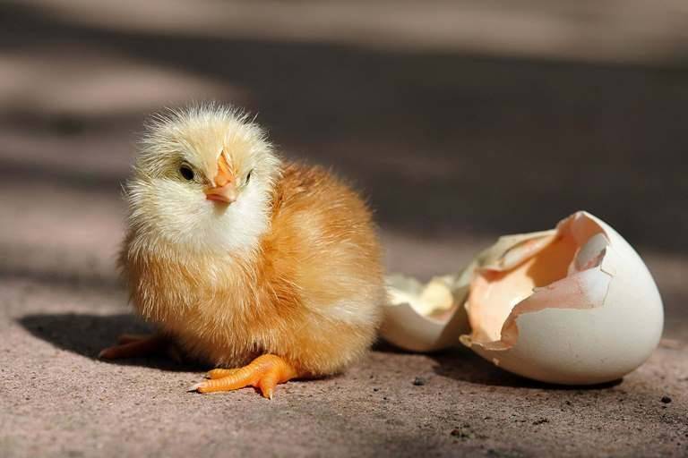 Вылупление цыплят: сроки, дальнейший уход и кормление, развитие по дням