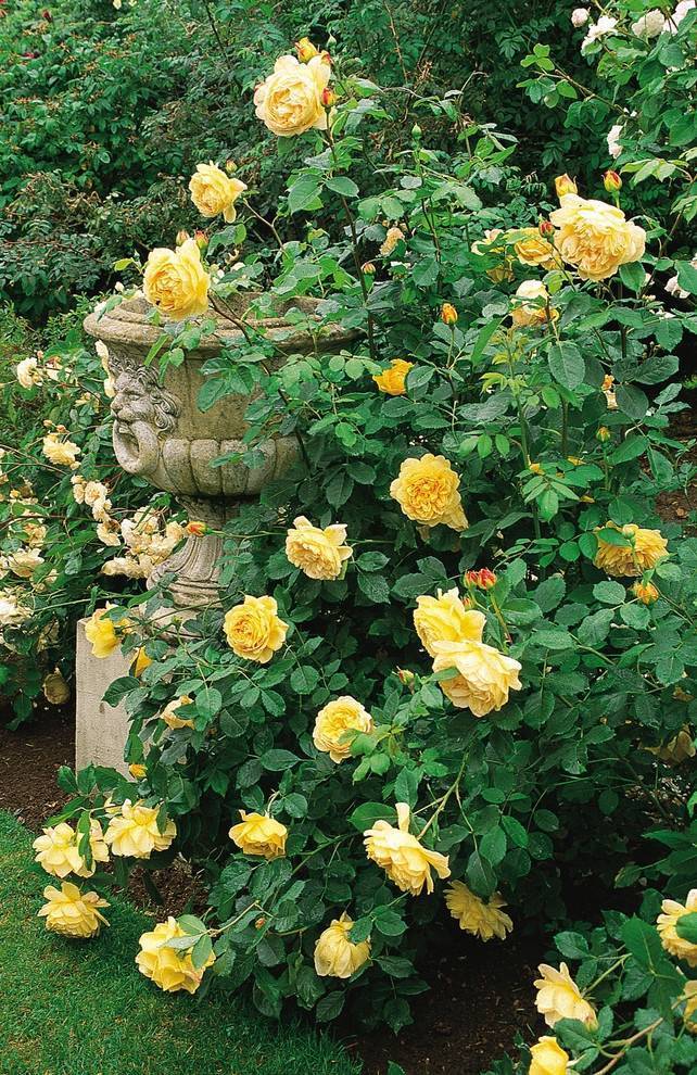 Голден селебрейшен: описание, характеристики и фото самой эффектной розы остина