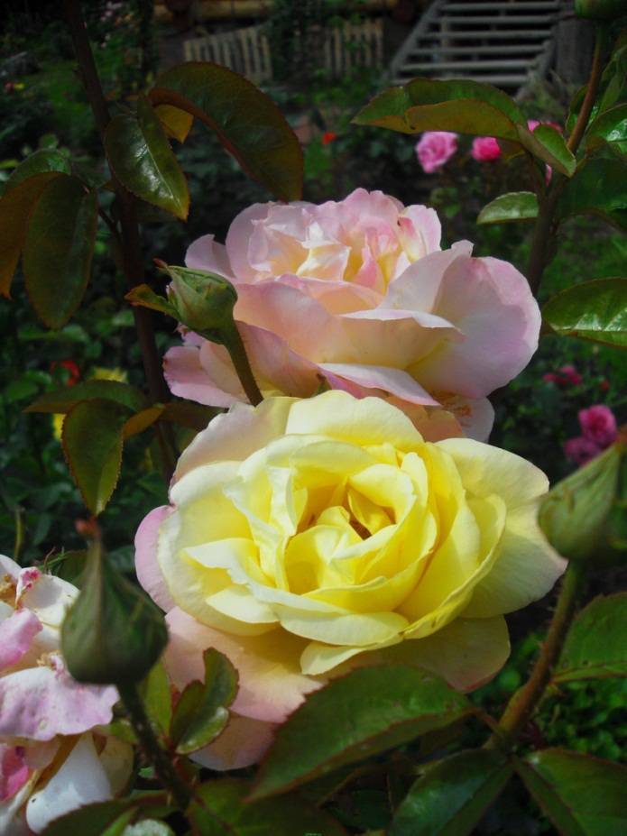 Топ-5 самых неприхотливых и зимостойких сортов роз