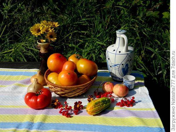Томат "медовый": описание сорта, высота куста, характеристика вкуса помидор,  и фото