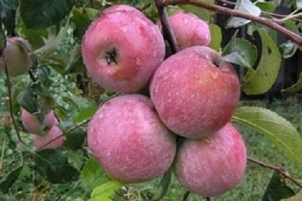 Описание и характеристики сорта райских яблок, посадка, выращивание и уход