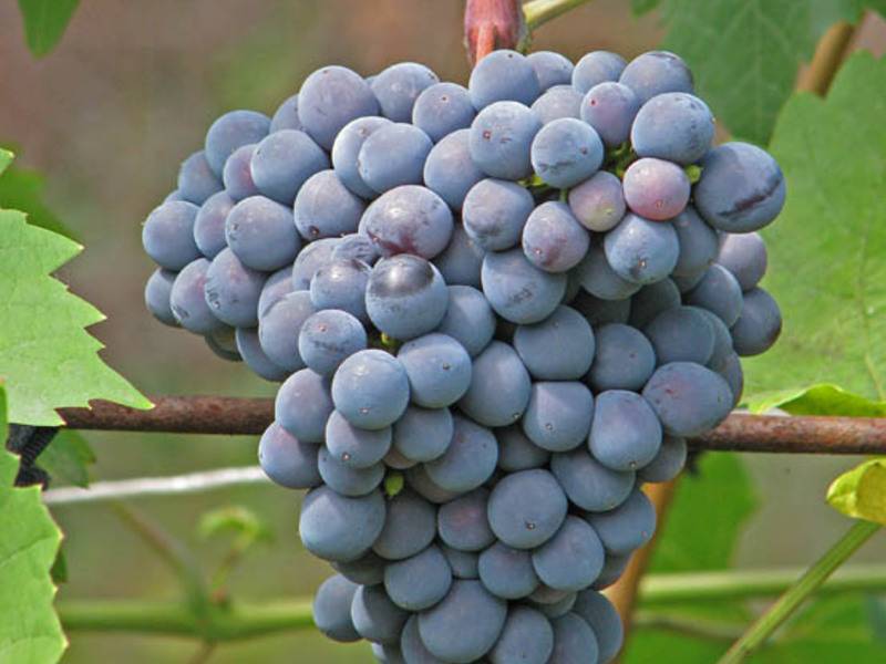 Виноград муромец: характеристика и описание сорта