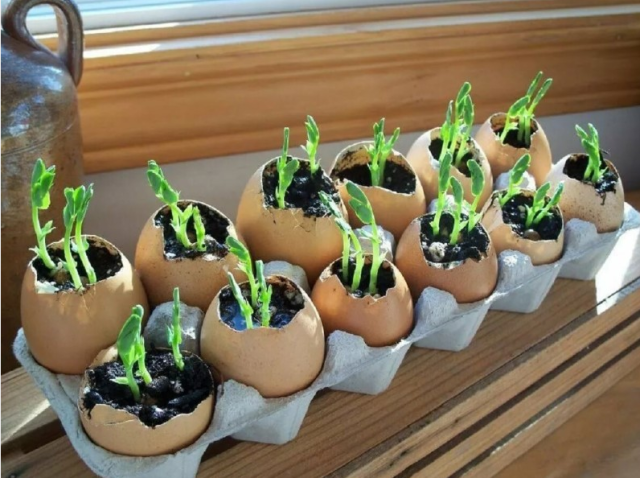 Применение яичной скорлупы как удобрения для растений на огороде и в саду