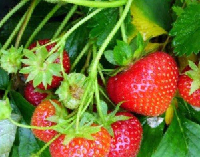 Отличный сорт клубники - зенга-зенгана, описание и характеристики ягод - общая информация - 2020