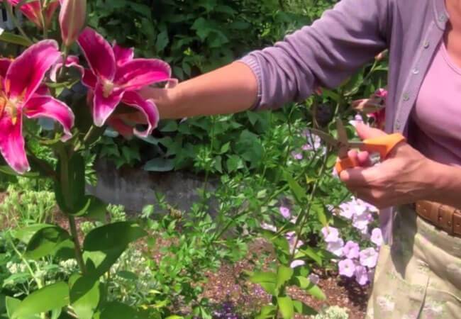 Размножение лилий — четыре основных способа.  мой сад, огород. копилка дачного опыта.
