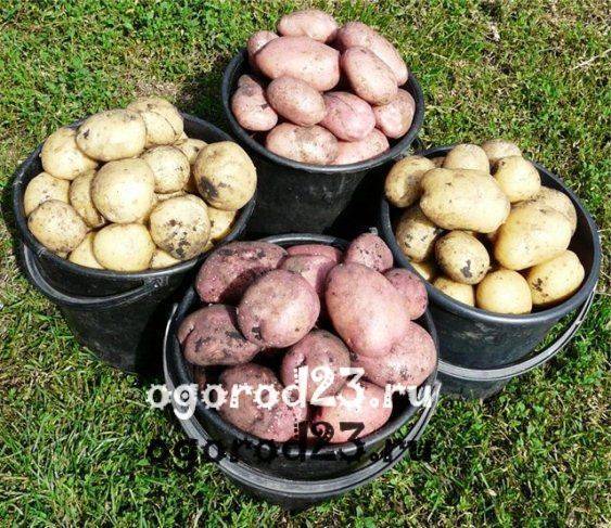 Ажур: описание семенного сорта картофеля, характеристики, агротехника