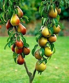 Колоновидные плодовые деревья: выращиваем сливу
