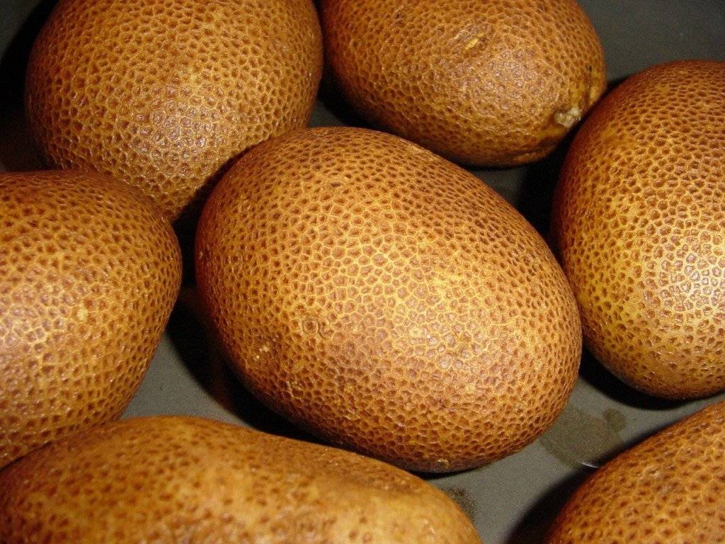 Киви: описание семенного сорта картофеля, характеристики, агротехника