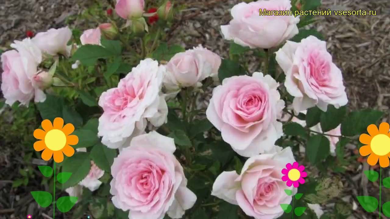 О розе Morden Blush: описание и характеристики сорта канадской парковой розы