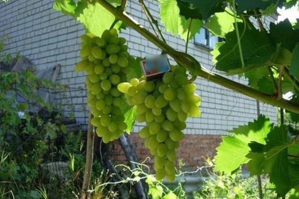 Виноград "плевен": описание сорта и фото, советы по противодействию болезням и вредителям