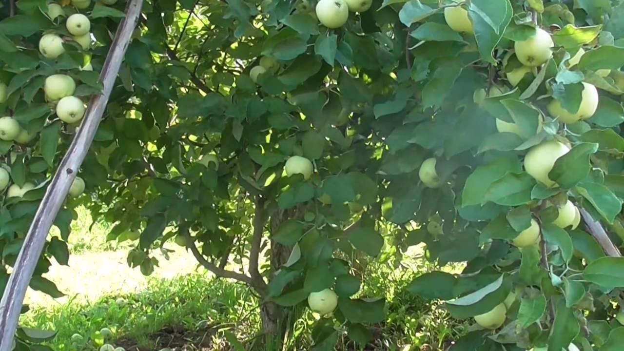 О яблоне Белый налив: описание и характеристики сорта, посадка и уход