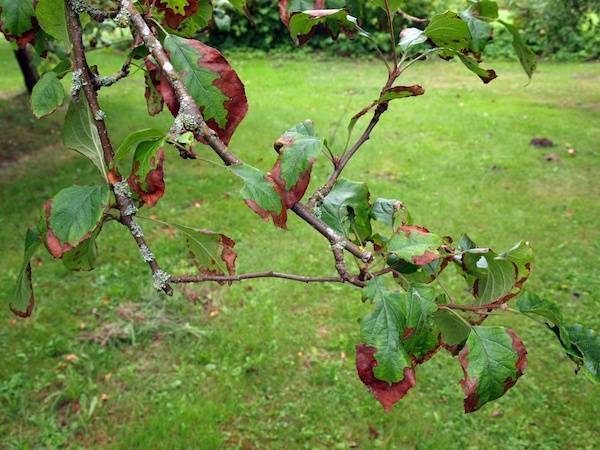 Защити свой сад от болезни яблонь