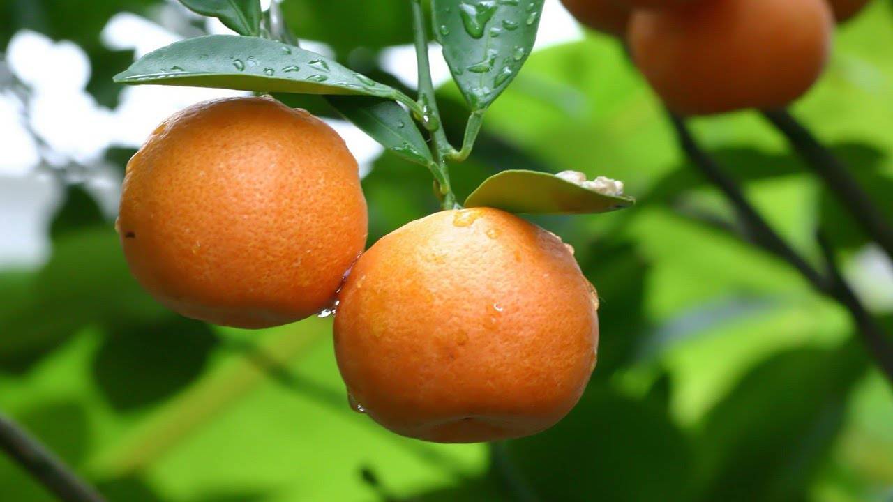 Как вырастить мандарин - основные правила посадки и ухода
