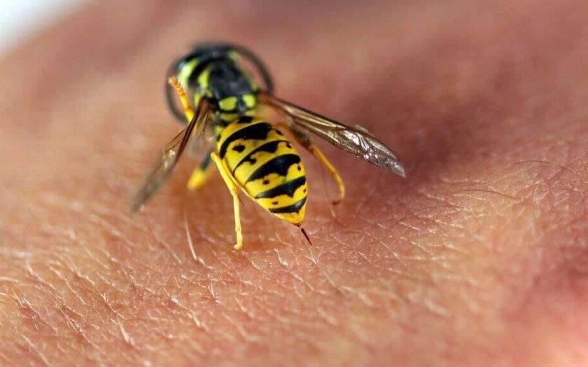 Укусила пчела - что делать? первая помощь при укусе пчелы
