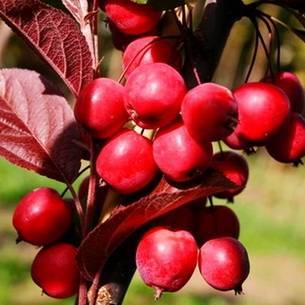 Яблоня «недзвецкого» – яркое украшение сада