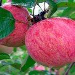 Описание и агротехника выращивания яблони сорта джеромини