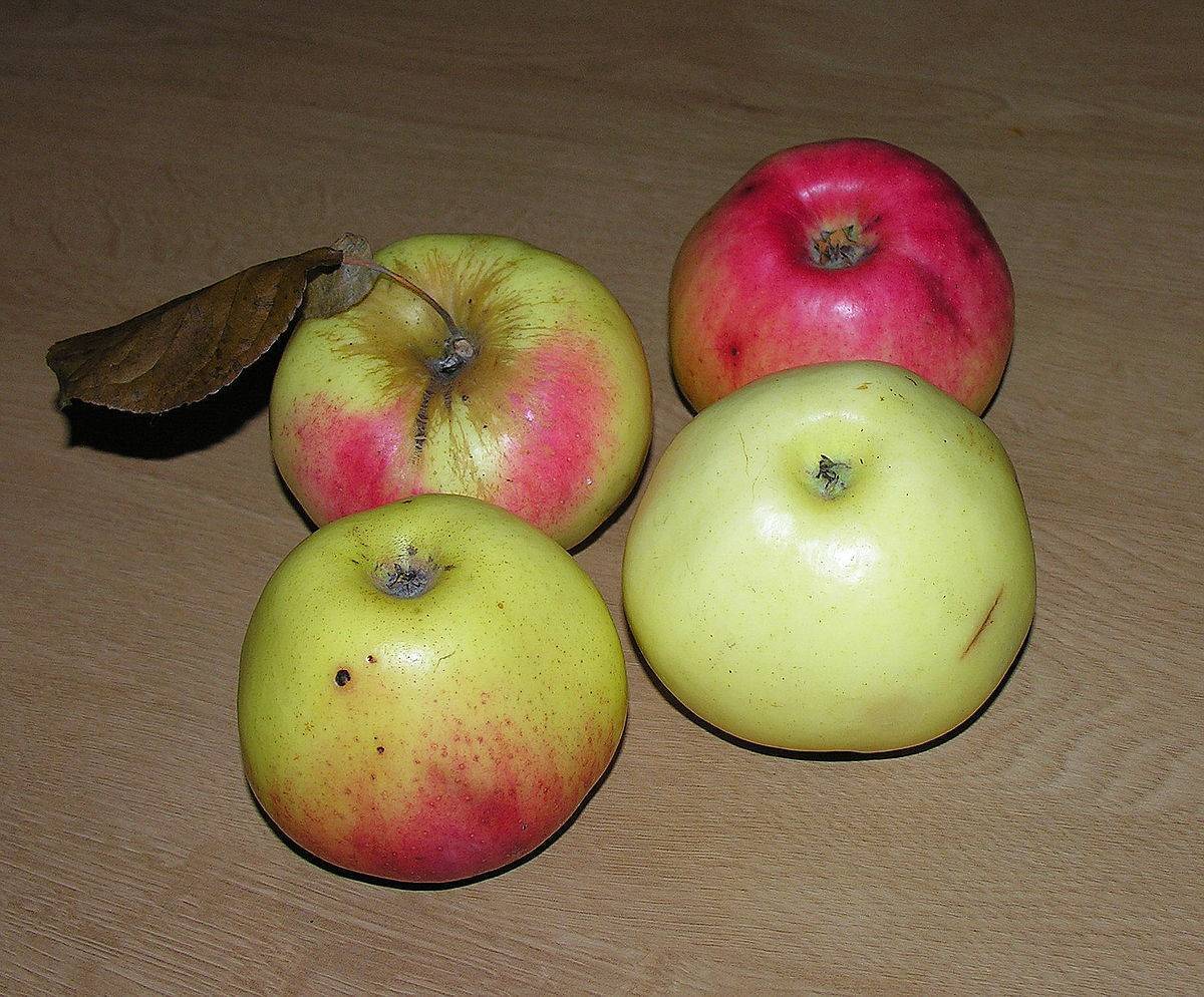 Яблоня сорта богатырь: описание и особенности