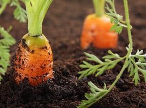 Выращивание моркови, удобрение, подкормка